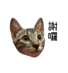 I have a cat named Cookie（個別スタンプ：18）