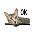 I have a cat named Cookie（個別スタンプ：19）