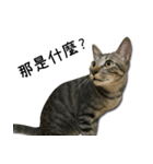 I have a cat named Cookie（個別スタンプ：20）