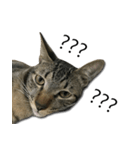 I have a cat named Cookie（個別スタンプ：21）