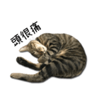 I have a cat named Cookie（個別スタンプ：22）