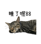 I have a cat named Cookie（個別スタンプ：23）