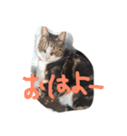 みーこちゃん（個別スタンプ：1）