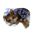 みーこちゃん（個別スタンプ：3）