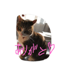 みーこちゃん（個別スタンプ：5）