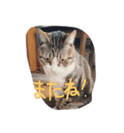 みーこちゃん（個別スタンプ：6）