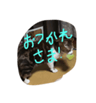 みーこちゃん（個別スタンプ：7）
