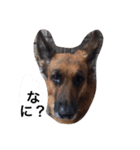 ジャーマンシェパード1（個別スタンプ：7）
