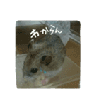 ネズミのようなハム本（個別スタンプ：3）