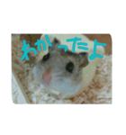 ネズミのようなハム本（個別スタンプ：4）