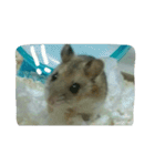 ネズミのようなハム本（個別スタンプ：5）