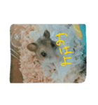 ネズミのようなハム本（個別スタンプ：6）