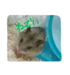 ネズミのようなハム本（個別スタンプ：7）