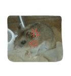 ネズミのようなハム本（個別スタンプ：10）