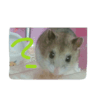 ネズミのようなハム本（個別スタンプ：11）