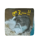 ネズミのようなハム本（個別スタンプ：12）