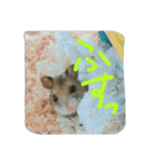 ネズミのようなハム本（個別スタンプ：13）