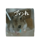 ネズミのようなハム本（個別スタンプ：15）