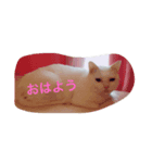 しらたま会長（個別スタンプ：1）