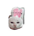 しらたま会長（個別スタンプ：2）