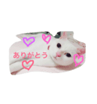 しらたま会長（個別スタンプ：4）
