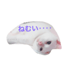 しらたま会長（個別スタンプ：7）