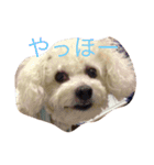 kikichan memories（個別スタンプ：1）