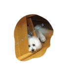 kikichan memories（個別スタンプ：7）