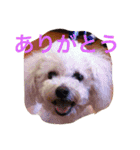 kikichan memories（個別スタンプ：10）