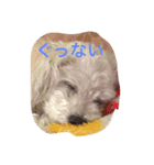 kikichan memories（個別スタンプ：11）