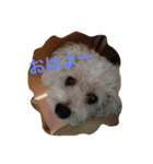 kikichan memories（個別スタンプ：15）
