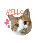 キョン吉すたんぷ（個別スタンプ：1）