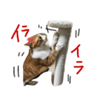 キョン吉すたんぷ（個別スタンプ：2）