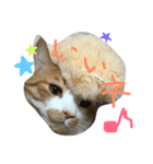 キョン吉すたんぷ（個別スタンプ：4）