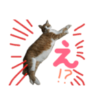 キョン吉すたんぷ（個別スタンプ：6）