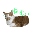 キョン吉すたんぷ（個別スタンプ：7）