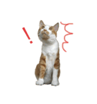 キョン吉すたんぷ（個別スタンプ：8）