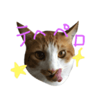 キョン吉すたんぷ（個別スタンプ：10）