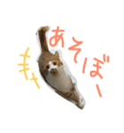 キョン吉すたんぷ（個別スタンプ：12）