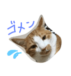 キョン吉すたんぷ（個別スタンプ：14）