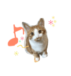 キョン吉すたんぷ（個別スタンプ：15）