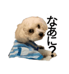愛犬すいか（個別スタンプ：1）