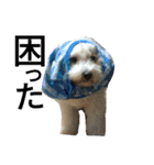 愛犬すいか（個別スタンプ：2）