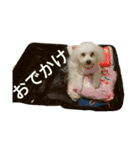 愛犬すいか（個別スタンプ：3）