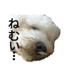 愛犬すいか（個別スタンプ：4）