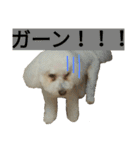 愛犬すいか（個別スタンプ：5）
