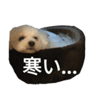 愛犬すいか（個別スタンプ：6）