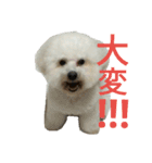 愛犬すいか（個別スタンプ：7）