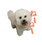 愛犬すいか（個別スタンプ：9）
