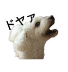 愛犬すいか（個別スタンプ：13）